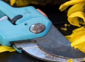 Read more about the article Top 5 Different ways on how to Disinfect Garden Shears, Hand Pruners, and Hedge Shears at Home